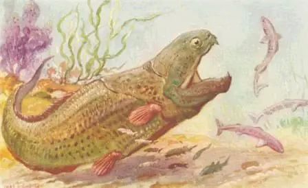 Tổ Tiên Xa Xưa Của Loài Người Là Cá? - Khoahoc.tv