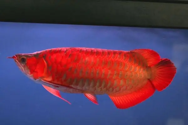 Tư Thế Bơi Của Cá