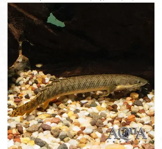 Tốc Độ Lớn Của Cá Rồng: Khoa Học Lý Giải Hiện Tượng Và Bí Mật Tăng Trưởng