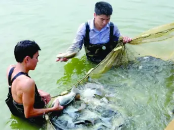 Cá Rô Phi Novit 4 – Tạp Chí Thủy Sản Việt Nam