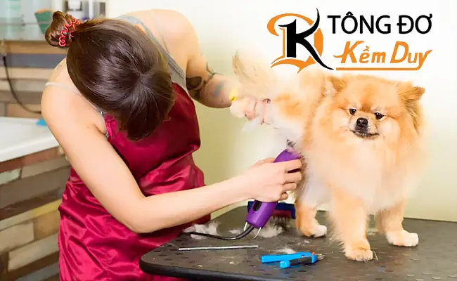 Hoi Tong Do Cat Toc Co Cat Duoc Long Cho Meo Khong Hoi Tong Do Cat Toc Co Cat Duoc Long Cho Meo Khong