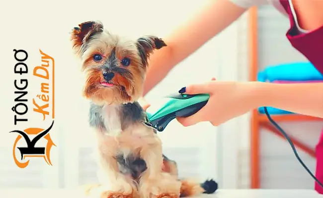 Mua Tông Đơ Cắt Tóc Lông Chó Mèo Ở Đâu ? Mua Tông Đơ Cắt Tóc Lông Chó Mèo Ở Đâu ?