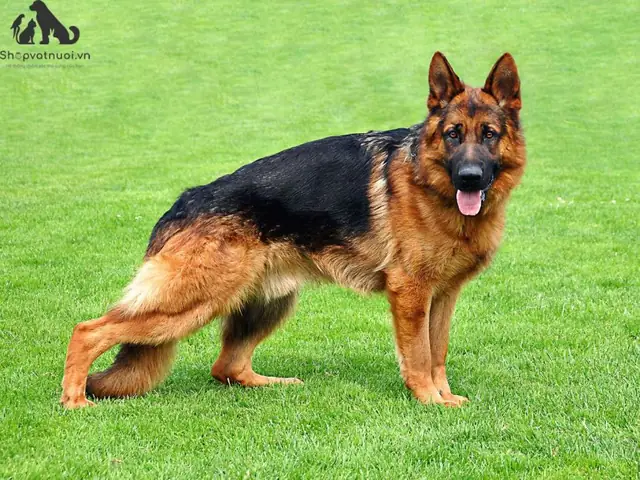 Ở Bảng Xếp Hạng Này Sẽ Nêu Ra Top 10 Giống Chó Thông Minh Nhất Dựa Trên 2 Tiêu Chí Ở Trên. Tuy Nhiên Iq Sẽ Khác Biệt Giữa Từng Cá Thể Nên Đừng Ngạc Nhiên Giữa 2 Chú Chó Cùng Giống Nhưng Lại Có Trí Thông Minh Khác Nhau Bạn Nhé!