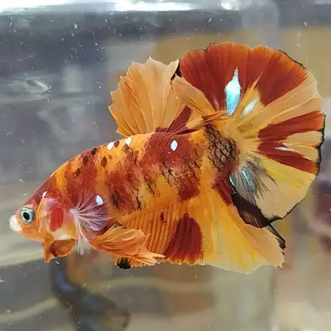 Ưu Và Nhược Điểm Của Shopheo.com