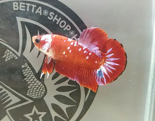 Những Điểm Nổi Bật Của Shopheo.com – Một Trại Cá Betta Đáng Tin Cậy