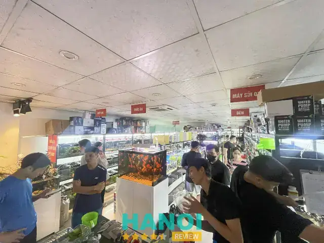 Top 5 Trại Cá Betta Uy Tín Nhất Hà Nội: Kinh Nghiệm Chọn Mua & Chăm Sóc