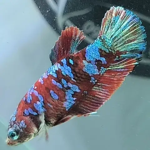 Vì Sao Cá Betta Được Yêu Thích Và Nhu Cầu Tìm Trại Cá Betta Hải Phòng Lại Cao?