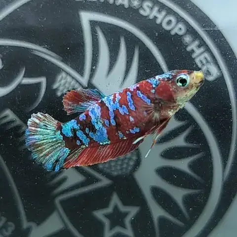 Tiêu Chí Đánh Giá Một Trại Cá Betta Hải Phòng Uy Tín