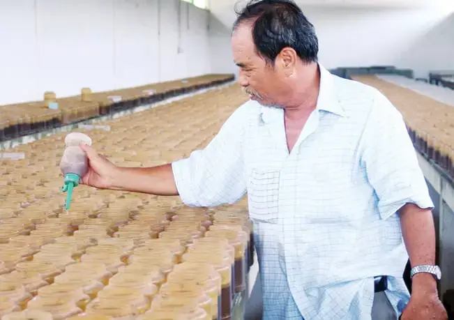 Trại Cá Betta Ở Bình Chánh: Kinh Nghiệm Chọn Mua Và Chăm Sóc Cá Đẹp, Khỏe Mạnh