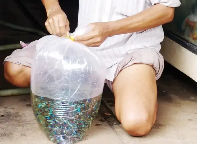 Trại Cá Betta Ở Bình Chánh: Kinh Nghiệm Chọn Mua Và Chăm Sóc Cá Đẹp, Khỏe Mạnh