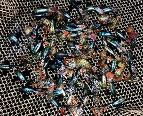 Top 5 Trại Cá Betta Uy Tín Nhất Hà Nội: Kinh Nghiệm Mua Cá Cảnh Chất Lượng