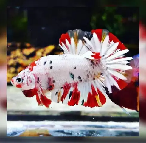 Làm Thế Nào Để Chọn Được Chú Cá Betta Khỏe Mạnh Tại Trại?