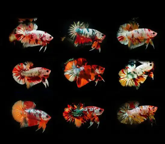 Tiêu Chí Lựa Chọn Trại Cá Betta Uy Tín Ở Thủ Đức