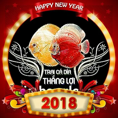 Cá Dĩa Thắng Lợi - Shopca