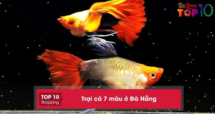 Top 10+ Trại Cá 7 Màu Ở Đà Nẵng Đẹp Dễ Nuôi Nhất | Top10danang