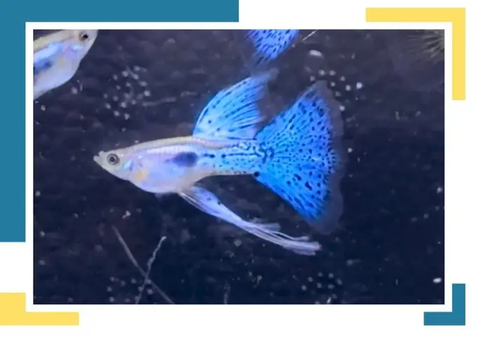 Guppy: Trang Chủ - Trại Cá 7 Màu