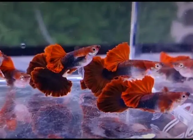 Guppy: Trang Chủ - Trại Cá 7 Màu