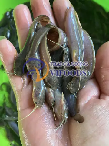 Trại Cá Giống Vifoods - Cá Trê Vàng Giống Tại Bình Dương