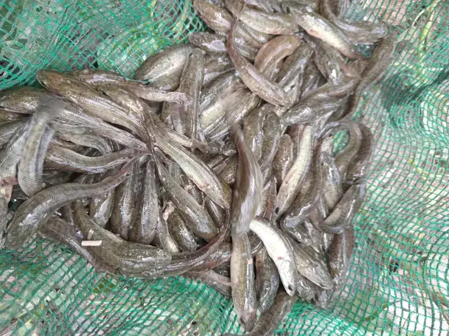 Tiềm Năng Phát Triển Mô Hình Nuôi Cá Chình Giống Tại Quảng Nam Tiềm Năng Phát Triển Mô Hình Nuôi Cá Chình Giống Tại Quảng Nam