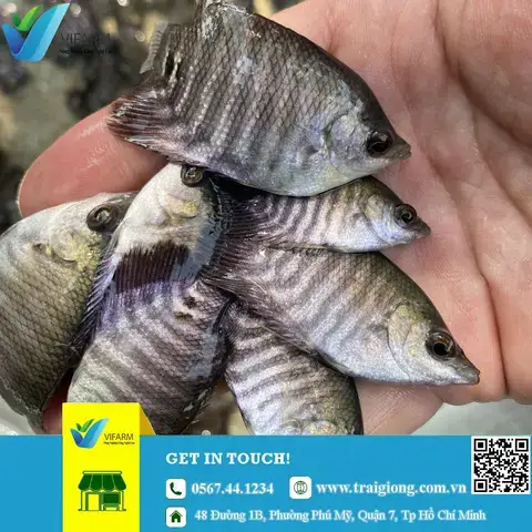 Các Yếu Tố Ảnh Hưởng Đến Giá Cá Chình Giống Tại Quảng Nam Các Yếu Tố Ảnh Hưởng Đến Giá Cá Chình Giống Tại Quảng Nam