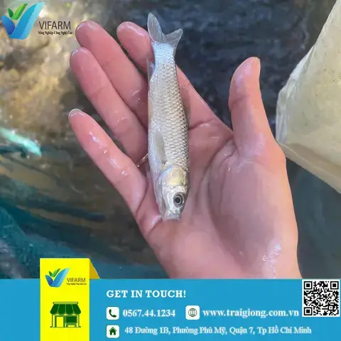 Hướng Dẫn Chi Tiết Quy Trình Nuôi Cá Chình Giống Thành Công Tại Quảng Nam Hướng Dẫn Chi Tiết Quy Trình Nuôi Cá Chình Giống Thành Công Tại Quảng Nam