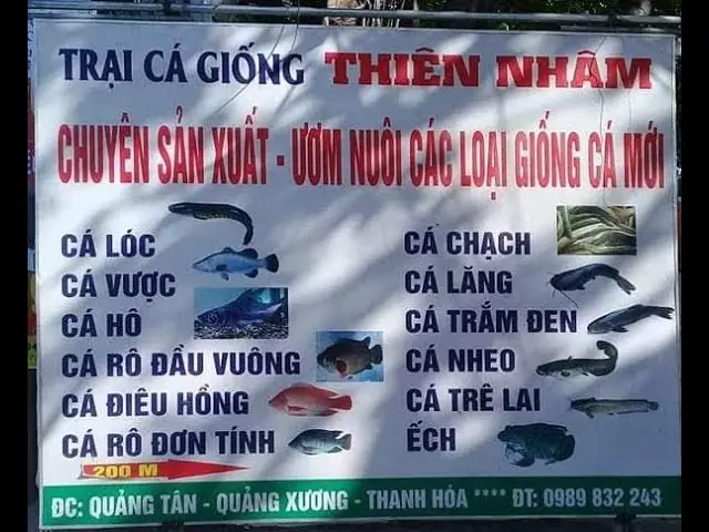 Top 5 Trại Cá Giống Uy Tín Nhất Tại Thanh Hóa: Cẩm Nang Cho Người Nuôi Cá Thành Công Top 5 Trại Cá Giống Uy Tín Nhất Tại Thanh Hóa: Cẩm Nang Cho Người Nuôi Cá Thành Công