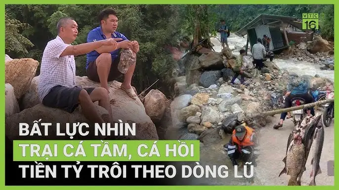 Trại Cá Rồng Hoàng Lam: Địa Chỉ Uy Tín Cho Người Yêu Cá Cảnh