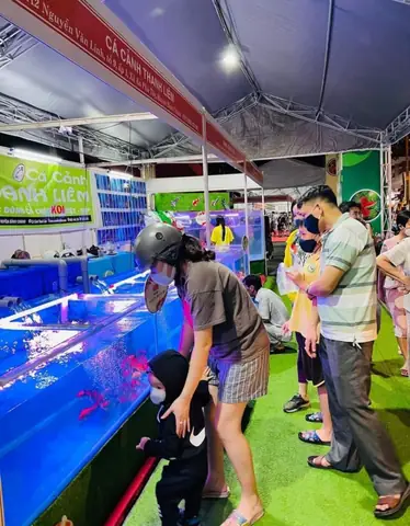 Trại Cá Koi Thanh Liêm Nơi Hội Tụ Tinh Hoa Giống Cá Koi Trại Cá Koi Thanh Liêm Nơi Hội Tụ Tinh Hoa Giống Cá Koi