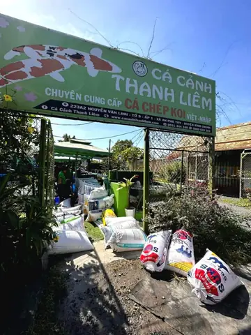 Trại Cá Koi Thanh Liêm Nơi Hội Tụ Tinh Hoa Giống Cá Koi Trại Cá Koi Thanh Liêm Nơi Hội Tụ Tinh Hoa Giống Cá Koi