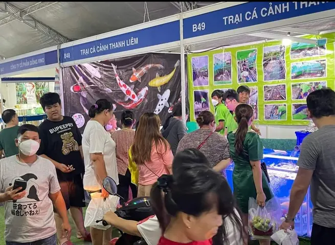 Trại Cá Koi Thanh Liêm Nơi Hội Tụ Tinh Hoa Giống Cá Koi Trại Cá Koi Thanh Liêm Nơi Hội Tụ Tinh Hoa Giống Cá Koi