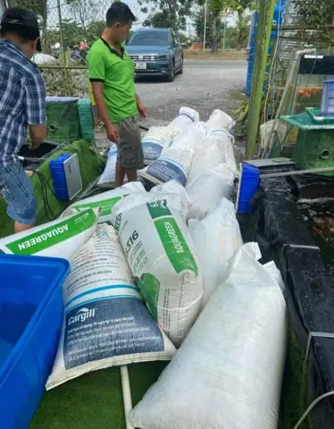 Trại Cá Koi Thanh Liêm Nơi Hội Tụ Tinh Hoa Giống Cá Koi Trại Cá Koi Thanh Liêm Nơi Hội Tụ Tinh Hoa Giống Cá Koi