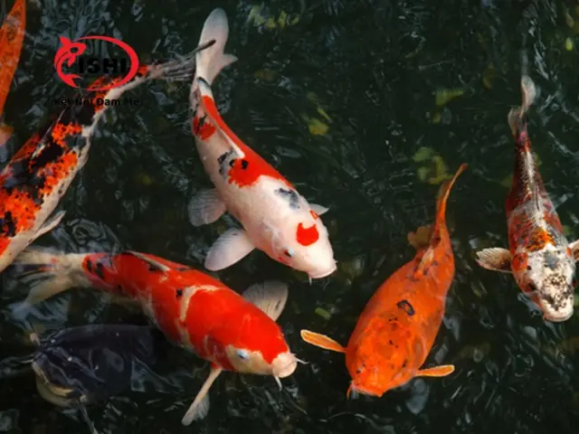 Hải Phòng Koi & Garden
