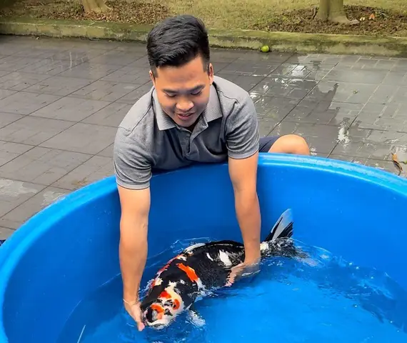 Cá Nổi Trắng Ao Và Câu Chuyện Tìm Giải Pháp Để Trở Thành Vua Cá Koi Hải Phòng