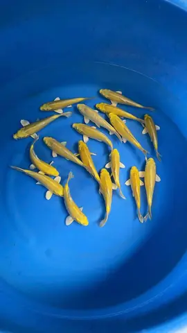 Ưu Điểm Của Cá Koi Việt Giá Rẻ