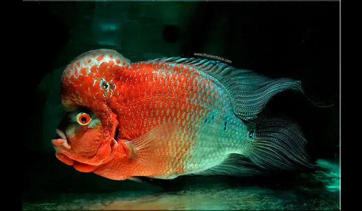 Kinh Nghiệm Đánh Giá Cá La Hán Chất Lượng Trước Khi Mua Kinh Nghiệm Đánh Giá Cá La Hán Chất Lượng Trước Khi Mua