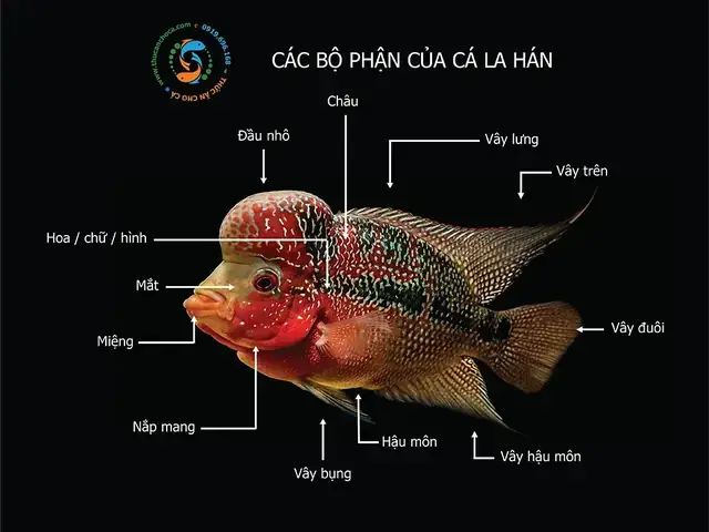 Hướng Dẫn Chăm Sóc Cá La Hán Sau Khi Mua Về Từ Trại Hướng Dẫn Chăm Sóc Cá La Hán Sau Khi Mua Về Từ Trại