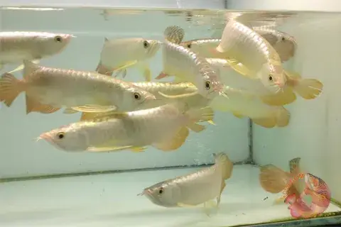 Trại Cá Rồng Bukit Merah