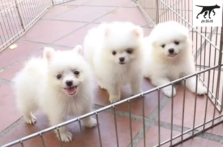 Trại Chó Bắc Kinh Tp.hcm: Những Điều Cần Biết Về Giống Chó Cảnh Được Yêu Thích