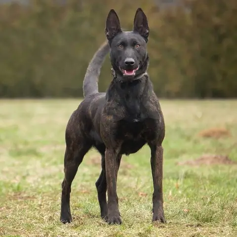 Bật Mí Những Điều Không Phải Ai Cũng Biết Về Chó Malinois Xem Tạitraichogiong.com- Hotline:0523555657