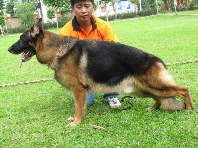 Trại Chó Becgie Sơn Tây