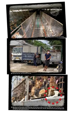 Bài 3: Bất Ngờ Ở Những Trại Chó Hàng Nghìn Con - Ảnh 2.