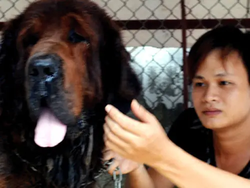 Nếu Bạn Lên Mạng, Vào Google, Gõ Cụm Từ “trại Chó Ngao Tạng Phượng Hoàng” Và Seach Thì Ngay Lập Tức Sẽ Nhận Được Hàng Loạt Thông Tin Về Kiều Văn Hoàng - Một Thanh Niên 28 Tuổi, Người Đã Bảo Vệ Thành Công Luận Văn Thạc Sĩ Ngữ Văn Ở Trung Quốc Nhưng Lại Đang Là Ông Chủ Của Một Trại Chó Ngao Tây Tạng Có Lúc Đông Tới 30-40 Con Ở Thị Xã Quảng Yên, Tỉnh Quảng Ninh