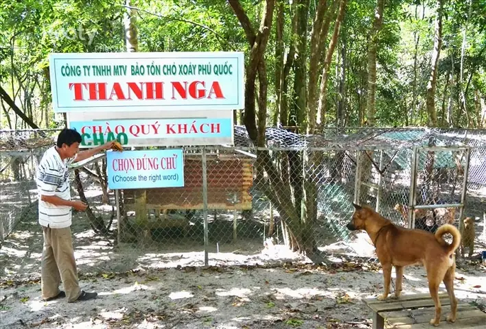 Trải Nghiệm Vui Chơi Tại Trung Tâm Bảo Tồn Chó Xoáy Phú Quốc Trang Trại Thanh Nga Trải Nghiệm Vui Chơi Tại Trung Tâm Bảo Tồn Chó Xoáy Phú Quốc Trang Trại Thanh Nga