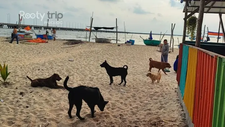 Trại Chó Phú Quốc Ken