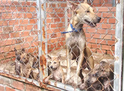 Trai Tre Quyet 'sam Soi' Tim Cho Duoc Gen Cho Phu Quoc Thuan Chung Hinh Anh 1 Trai Tre Quyet 'sam Soi' Tim Cho Duoc Gen Cho Phu Quoc Thuan Chung Hinh Anh 1