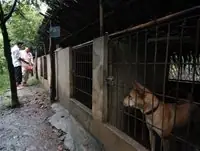 Trại Chó Phú Quốc Sài Gòn Trại Chó Phú Quốc Sài Gòn