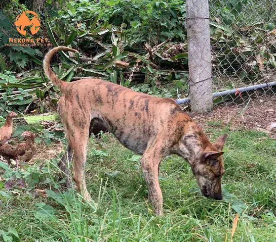 Các Loại Chó Phú Quốc Vện