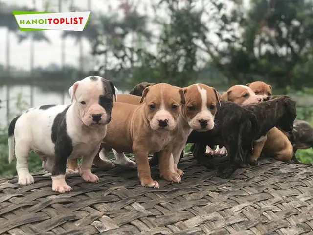 Sieu-pet-mytour Sieu-pet-mytour