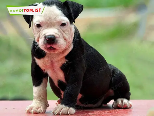 Azpet-trai-cho-pitbull-chat-luong-ha-noi-mytour Azpet-trai-cho-pitbull-chat-luong-ha-noi-mytour