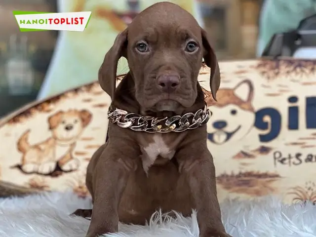 Cua-hang-dogily-mytour Cua-hang-dogily-mytour